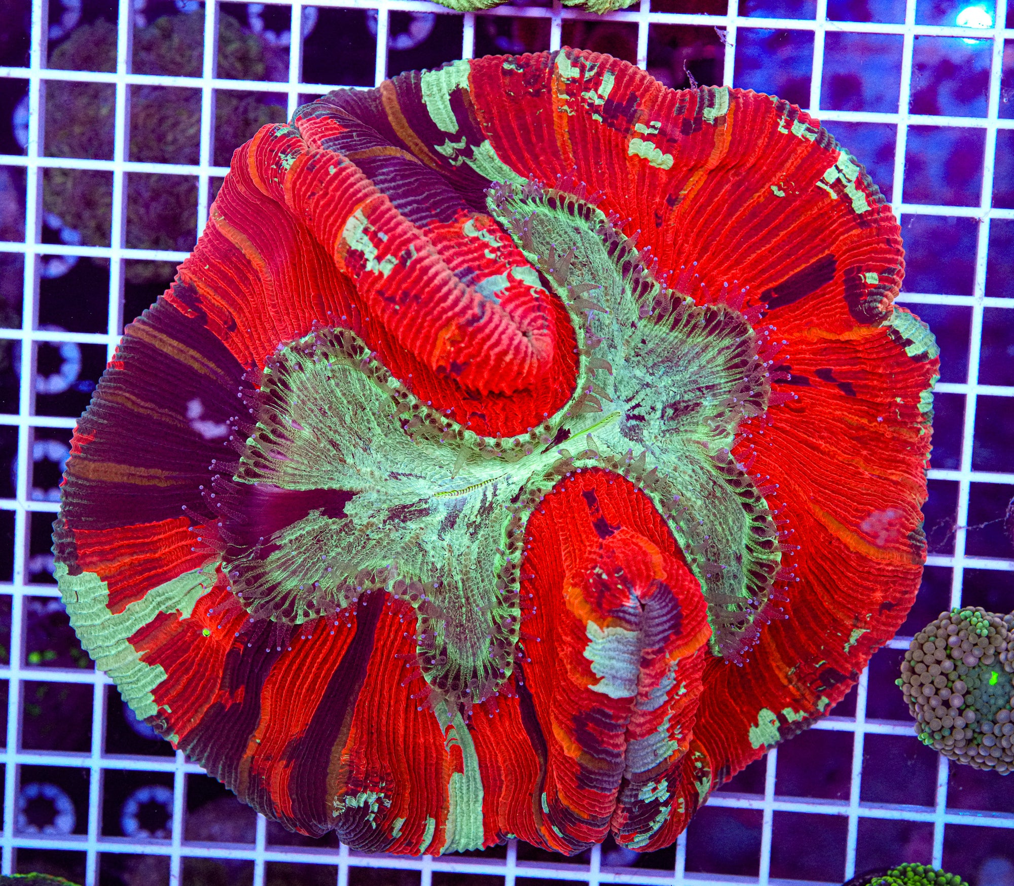XL Trachyphyllia