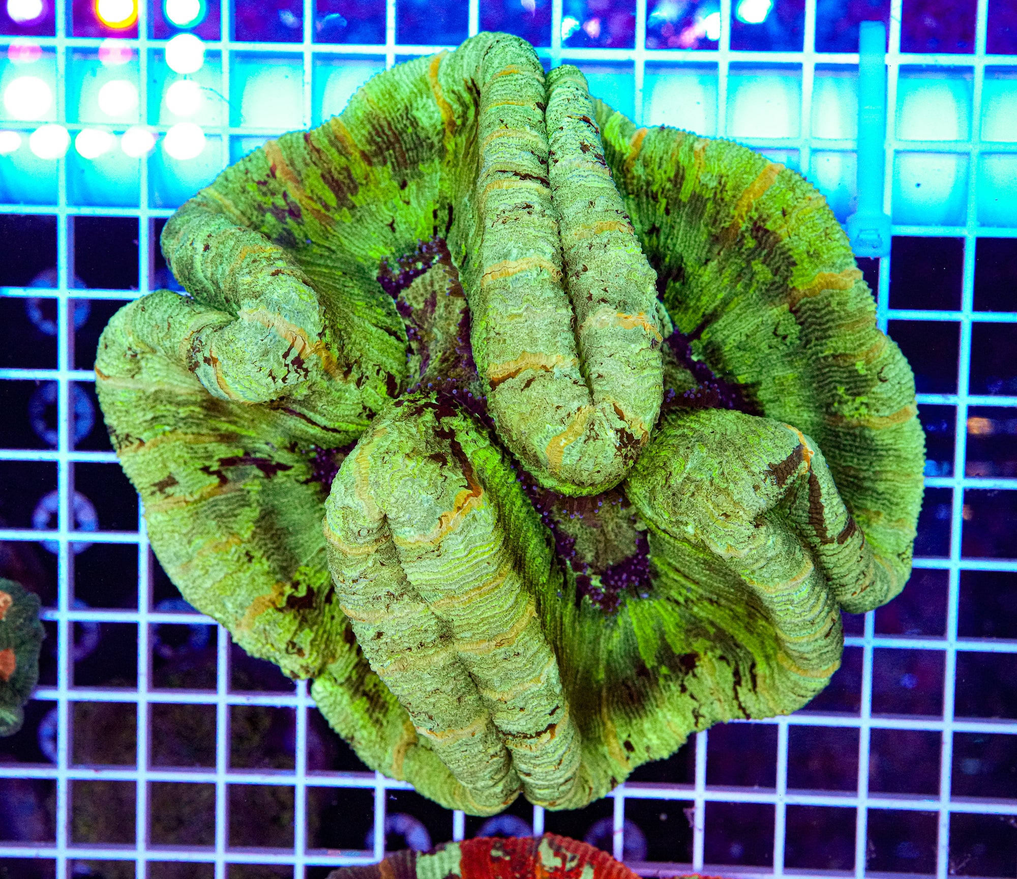 XL Trachyphyllia