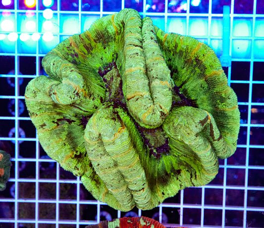 XL Trachyphyllia