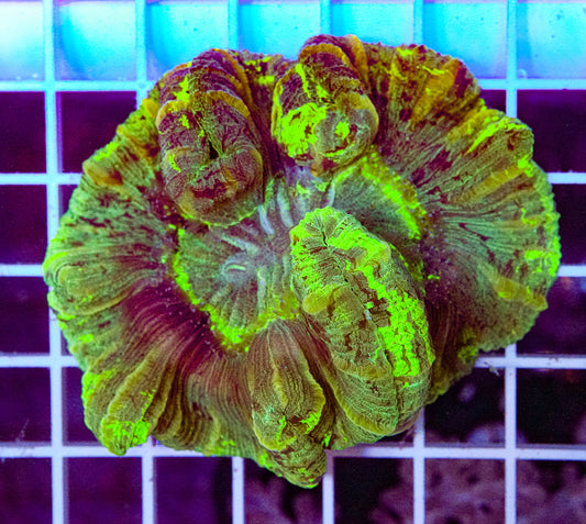 XL Trachyphyllia