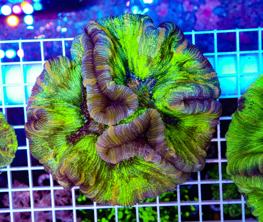 XL Trachyphyllia