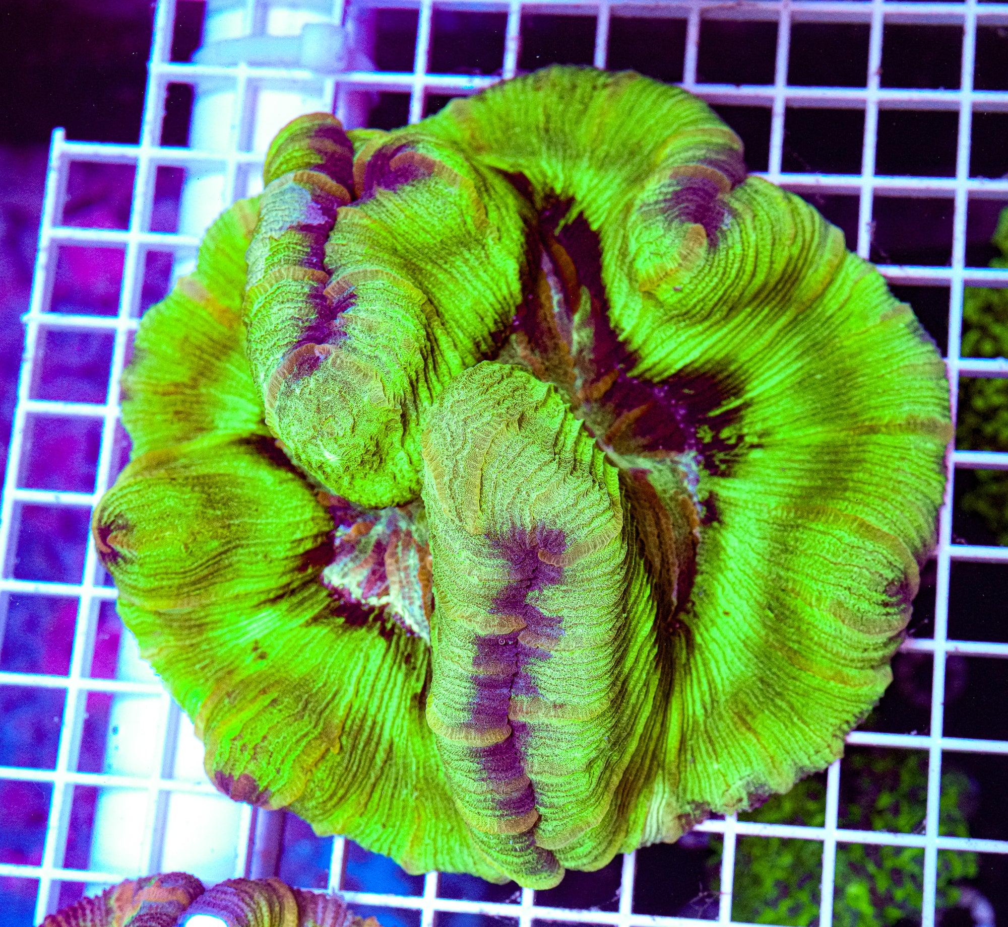 XL Trachyphyllia