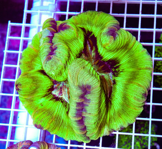 XL Trachyphyllia