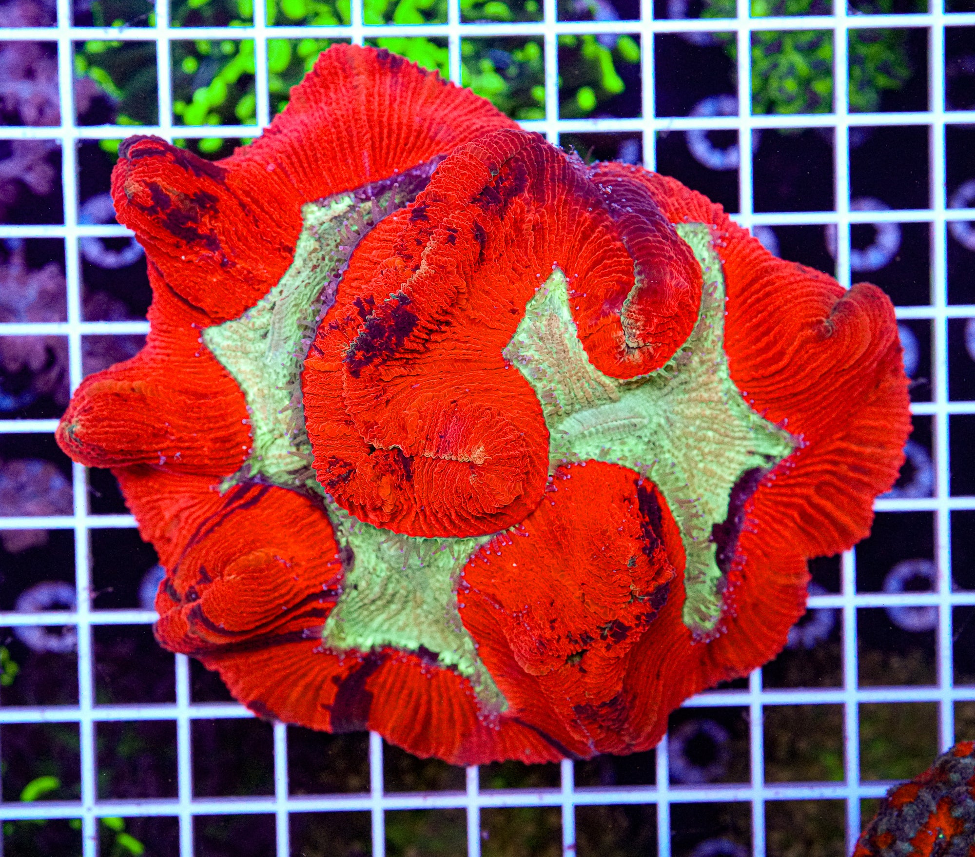XL Trachyphyllia