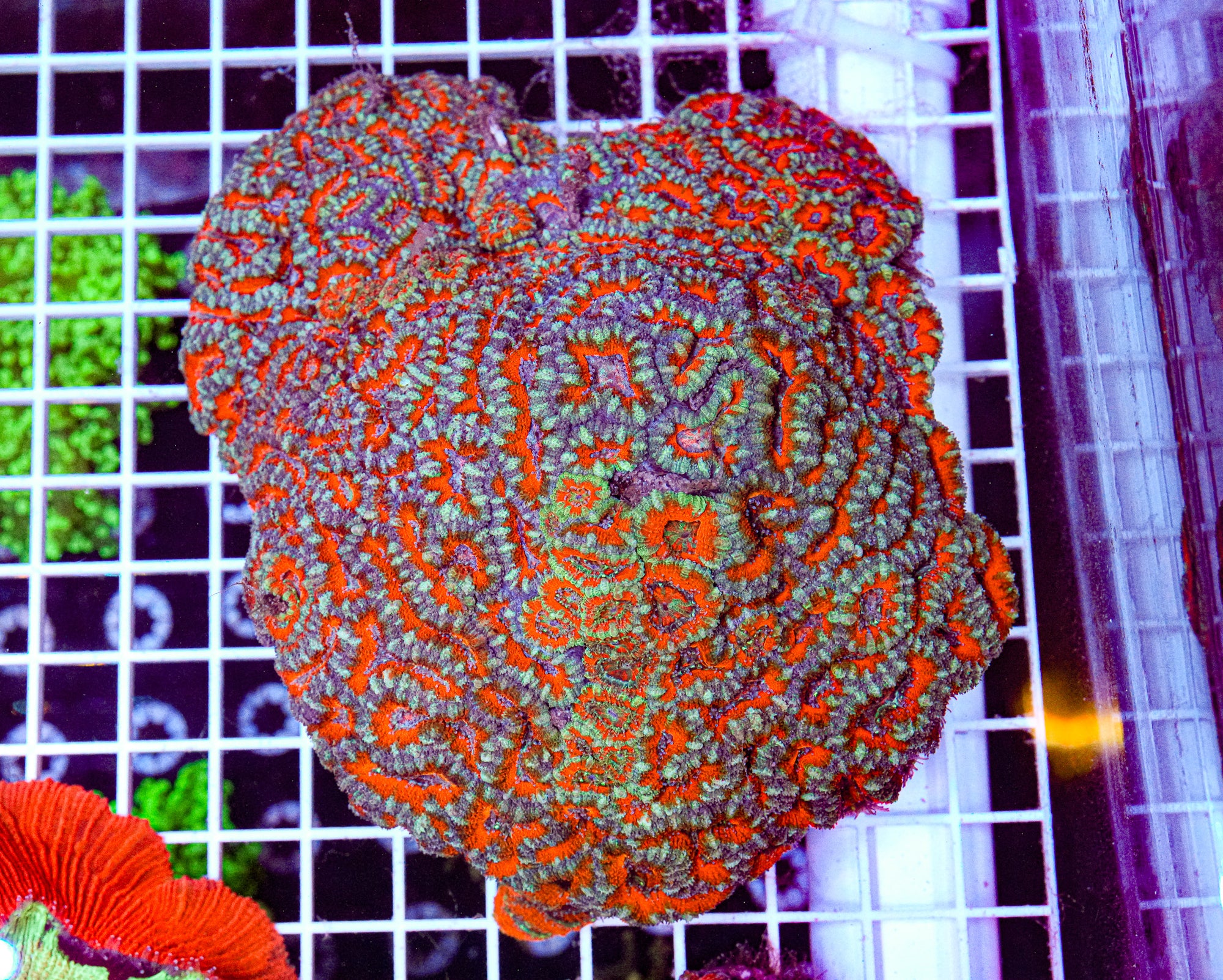 XXXL Micromussa Colony