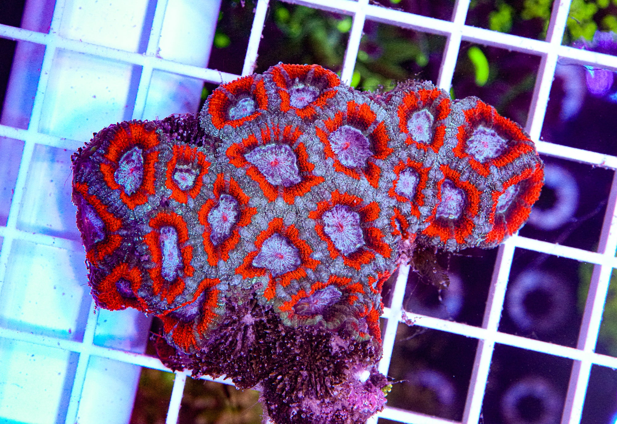 Micromussa Colony