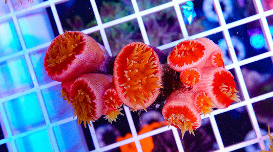 Dendro Colony