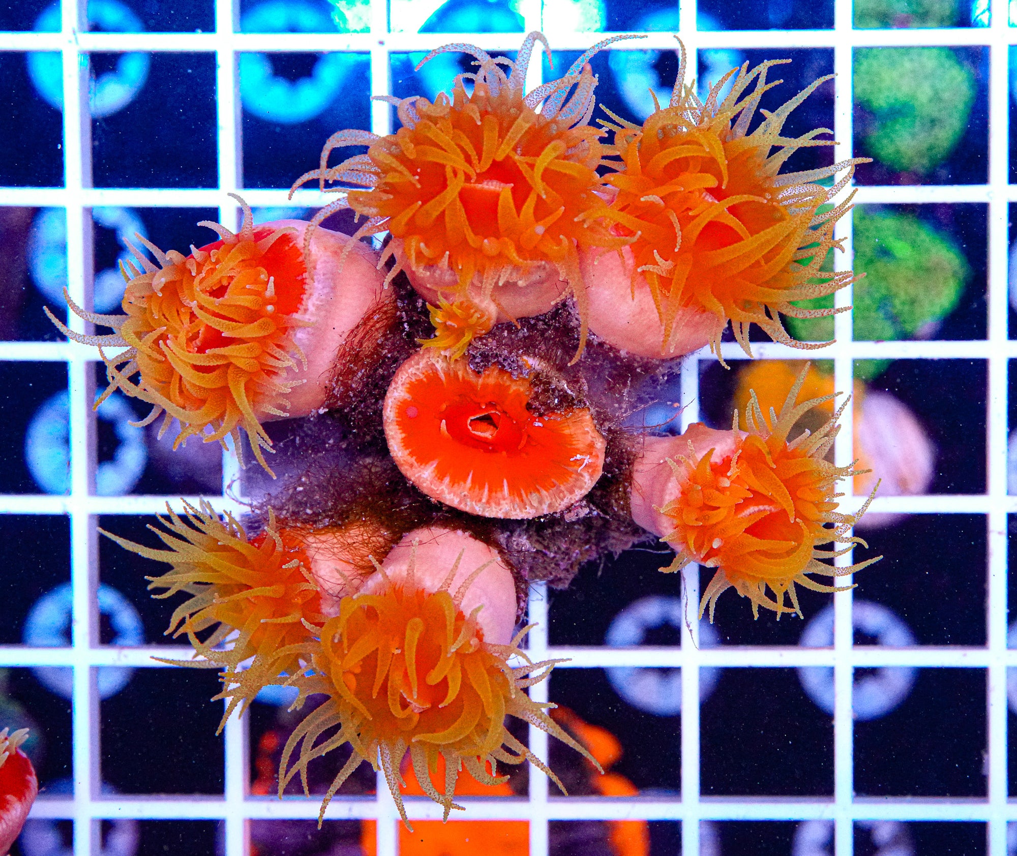 Dendro Colony