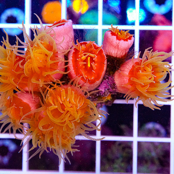 Dendro Colony