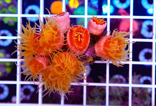 Dendro Colony