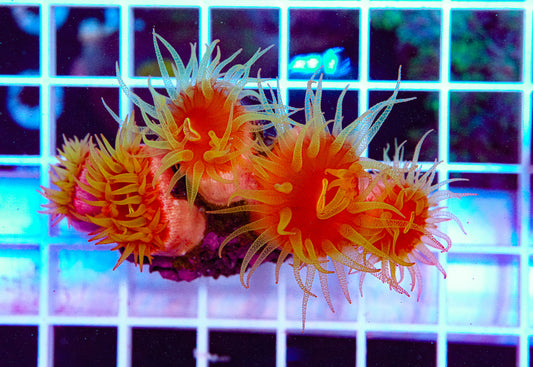 Dendro Colony