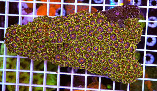 XXXL Zoa Colony