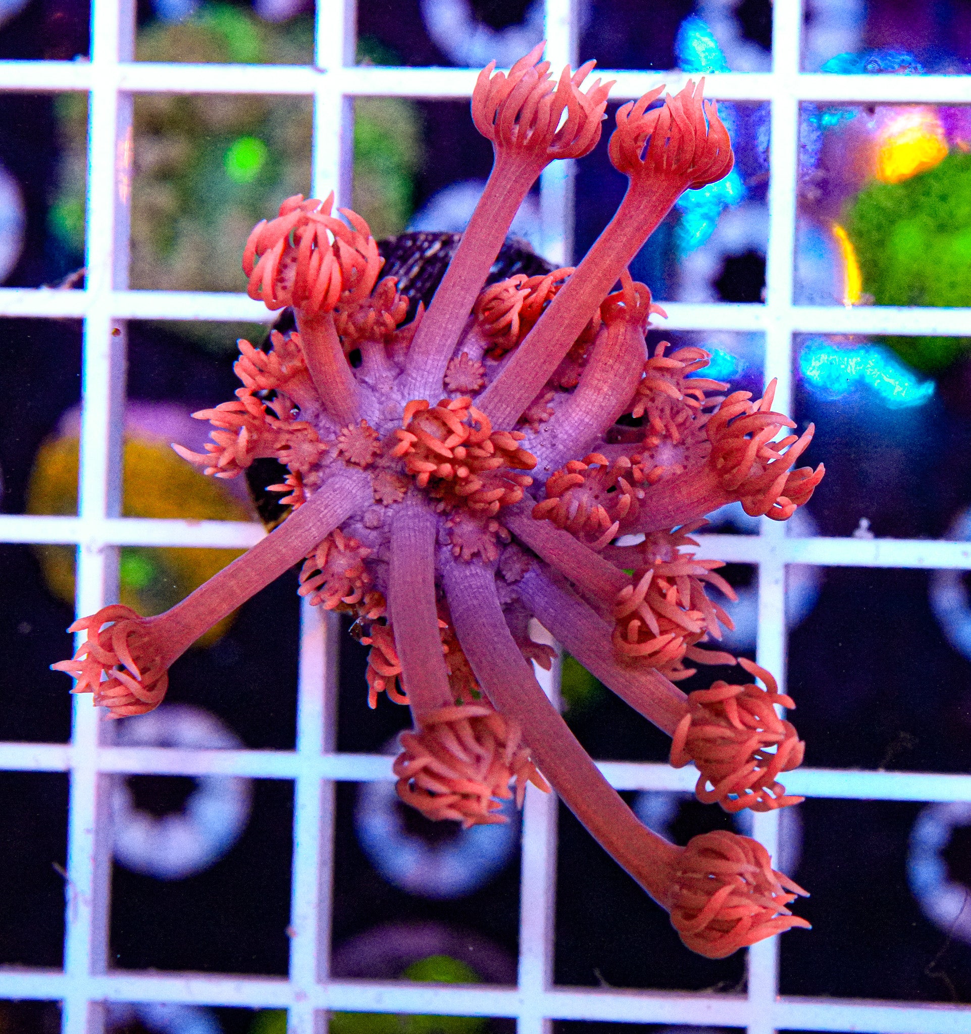 Pink Goniopora