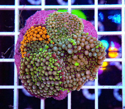 Ricordea Colony