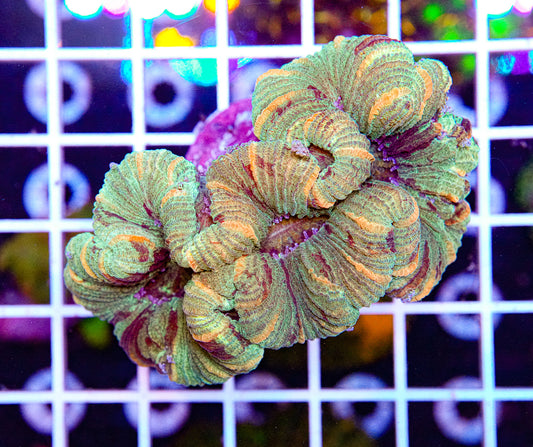 Mini Trachyphyllia