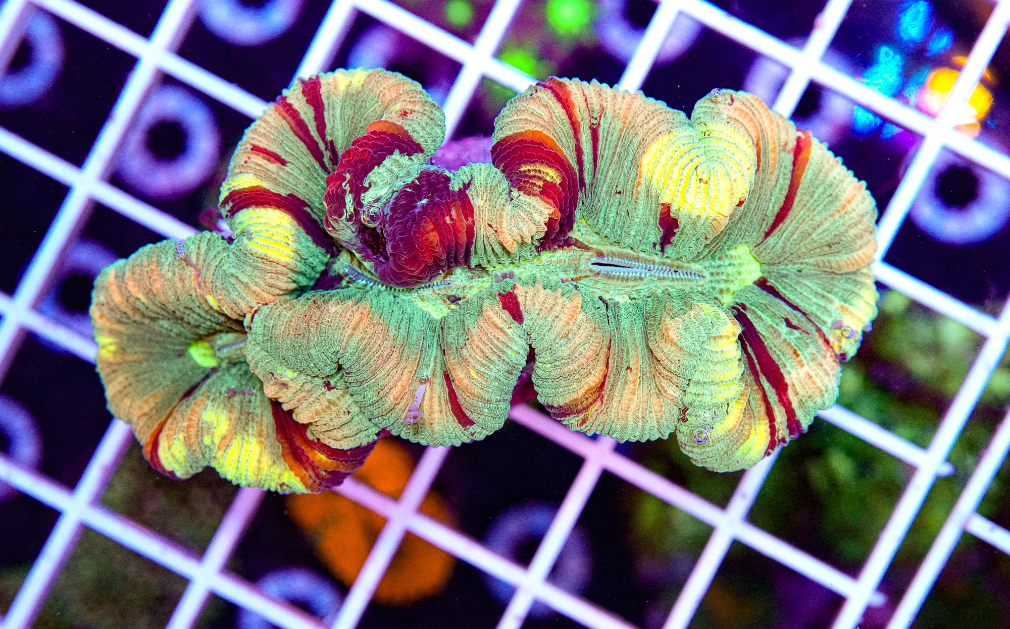 Mini Trachyphyllia