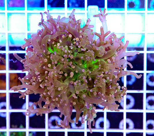 Mini Trachyphyllia