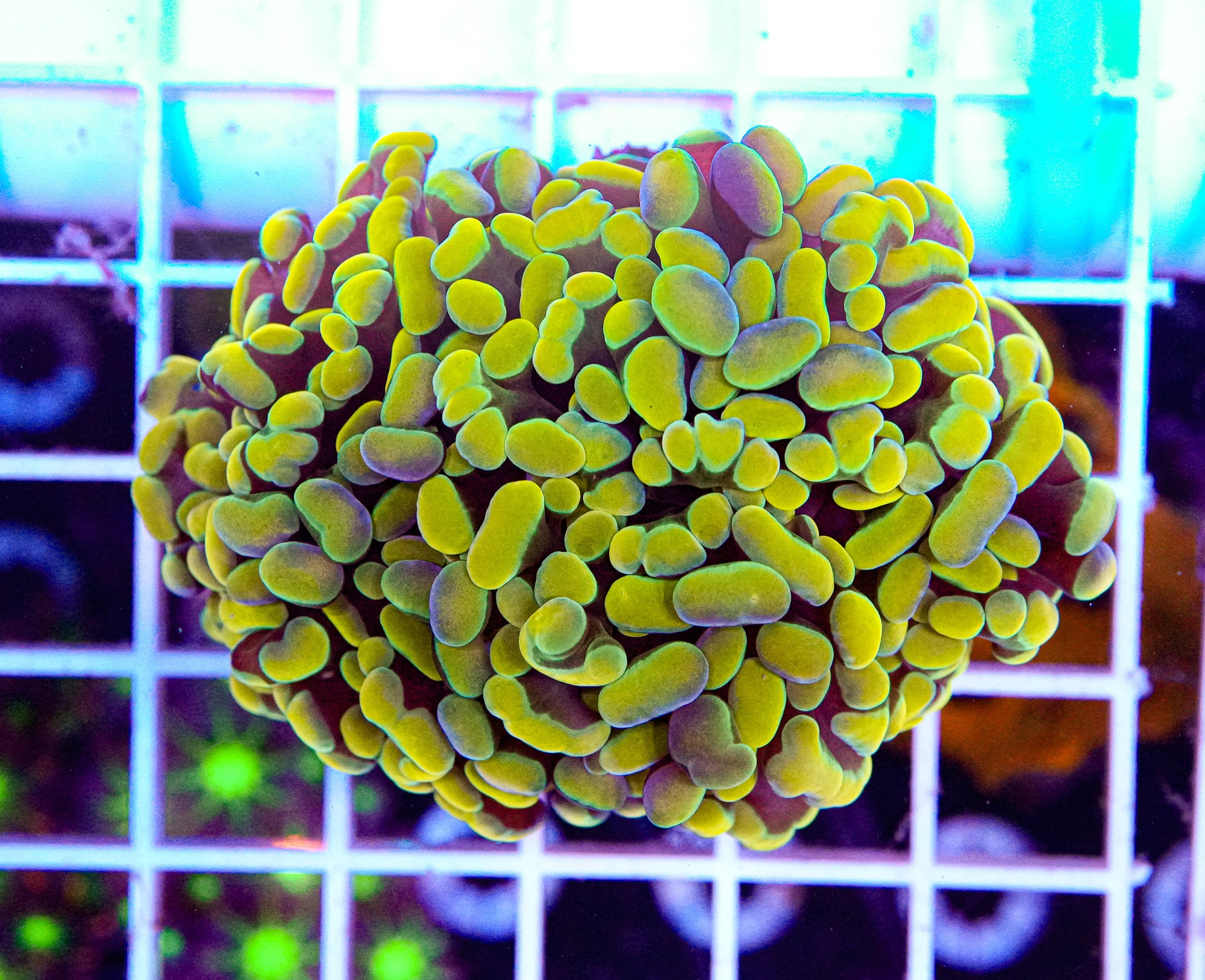 Gold Hammer