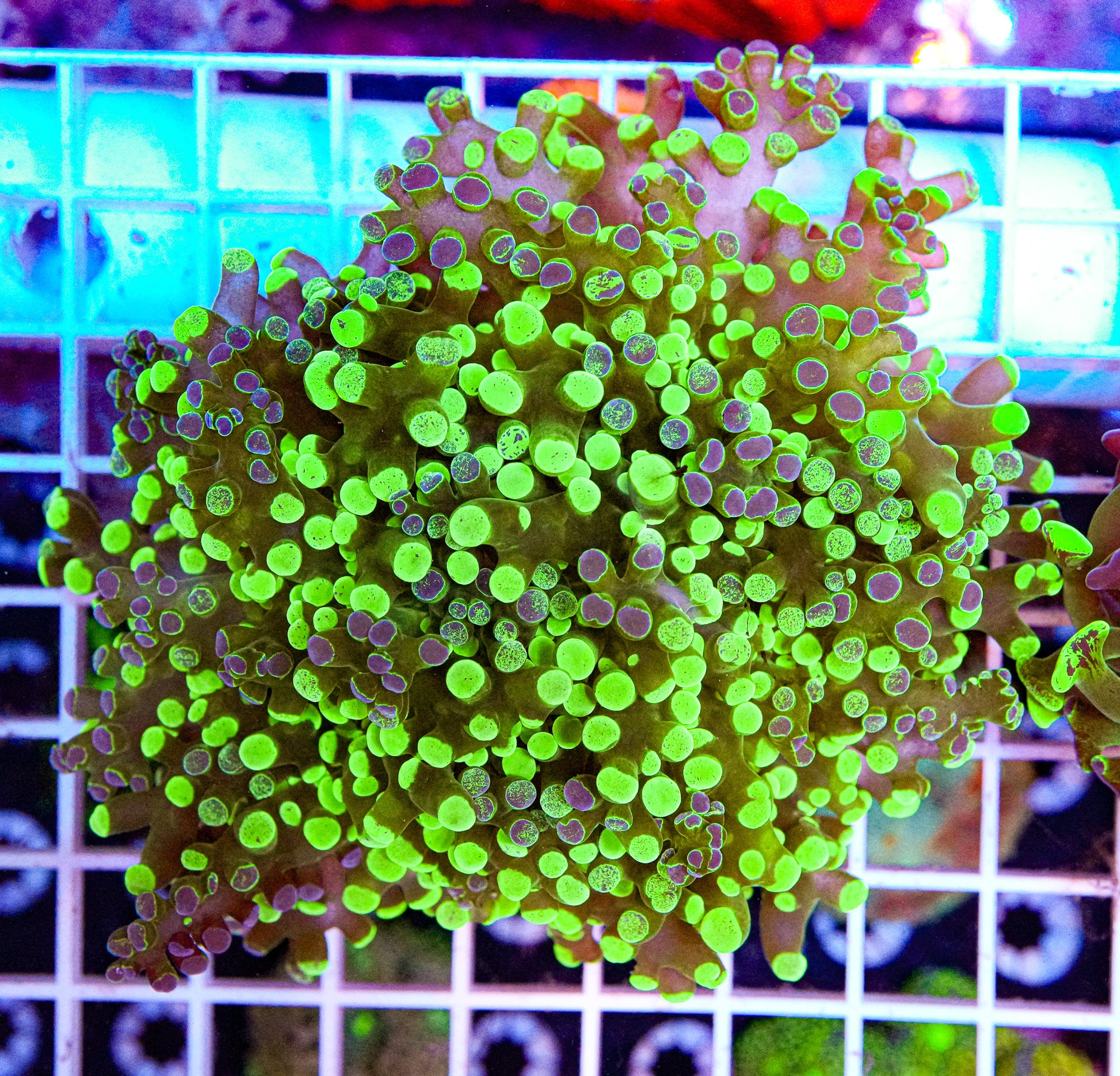 Splatter Frogspawn