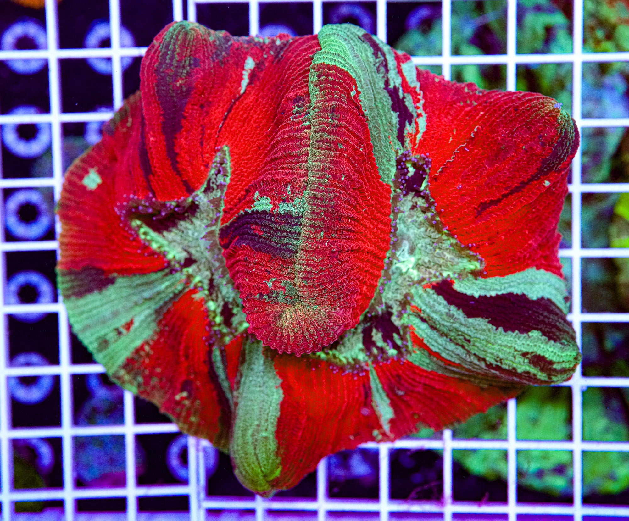 XXL Trachyphyllia
