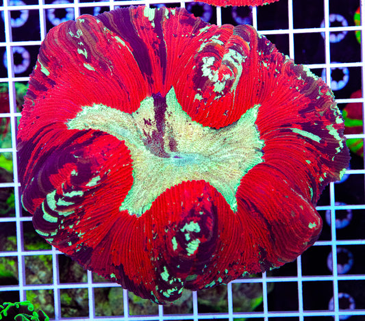 XXL Trachyphyllia