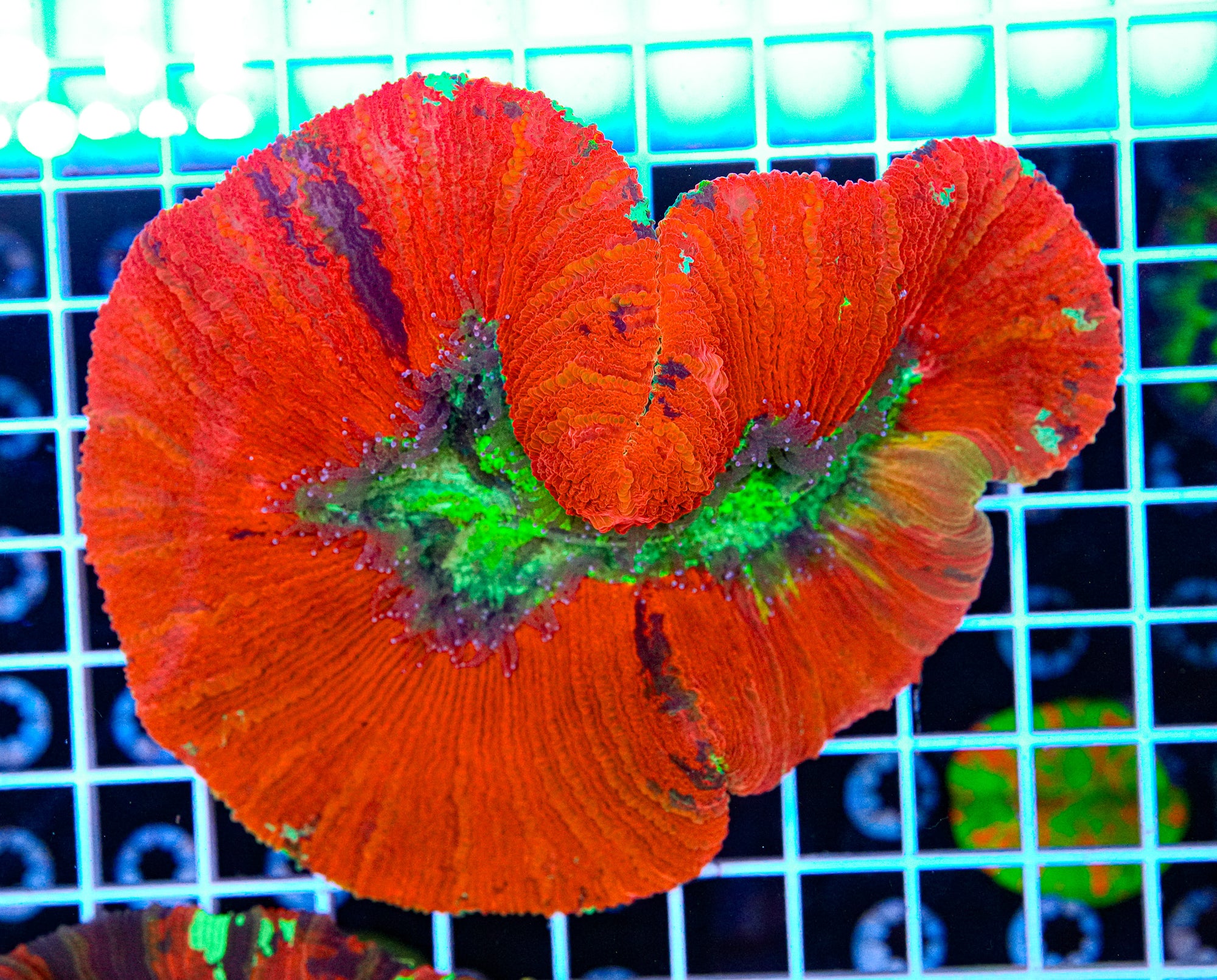 XXL Trachyphyllia
