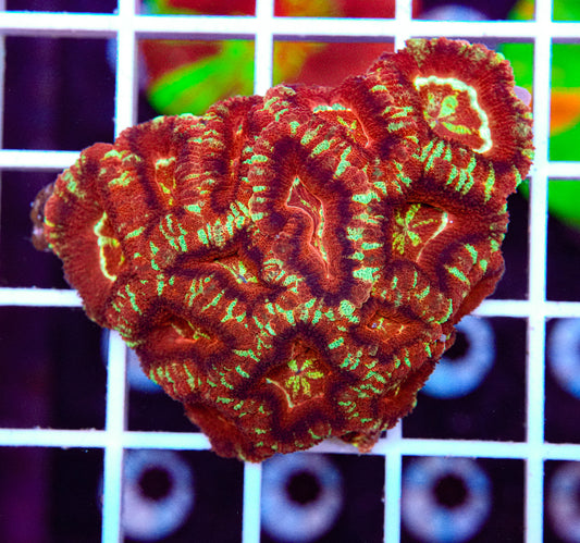 Japanese Micromussa (VERY RARE)