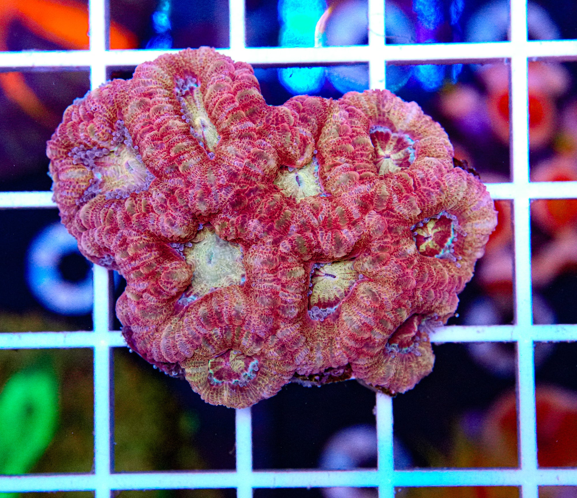 Japanese Micromussa (VERY RARE)