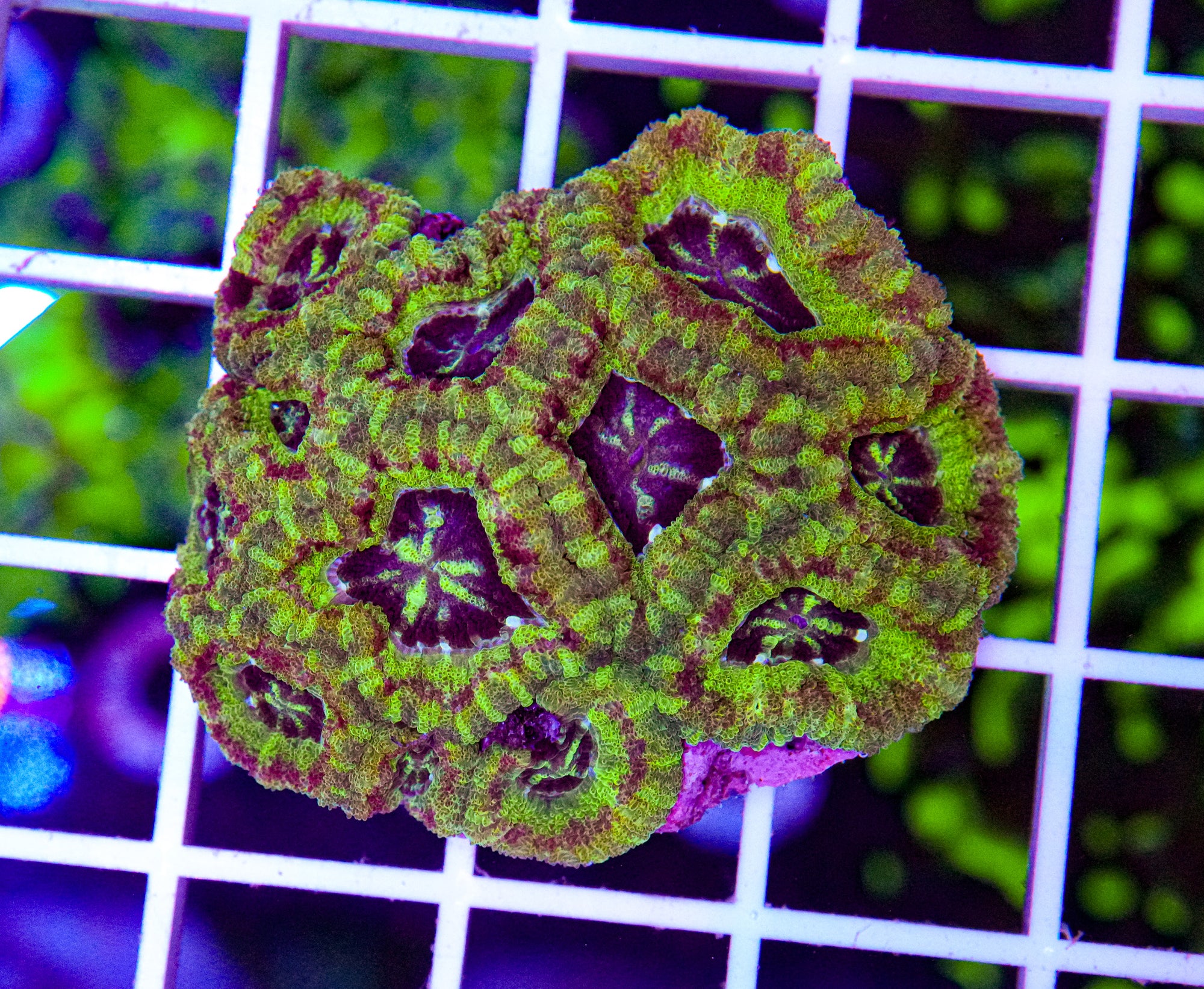 Japanese Micromussa (VERY RARE)