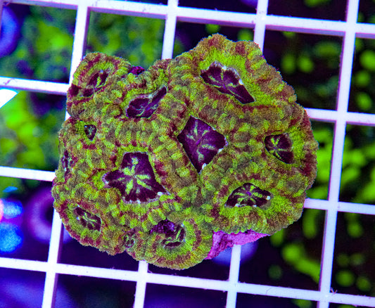 Japanese Micromussa (VERY RARE)