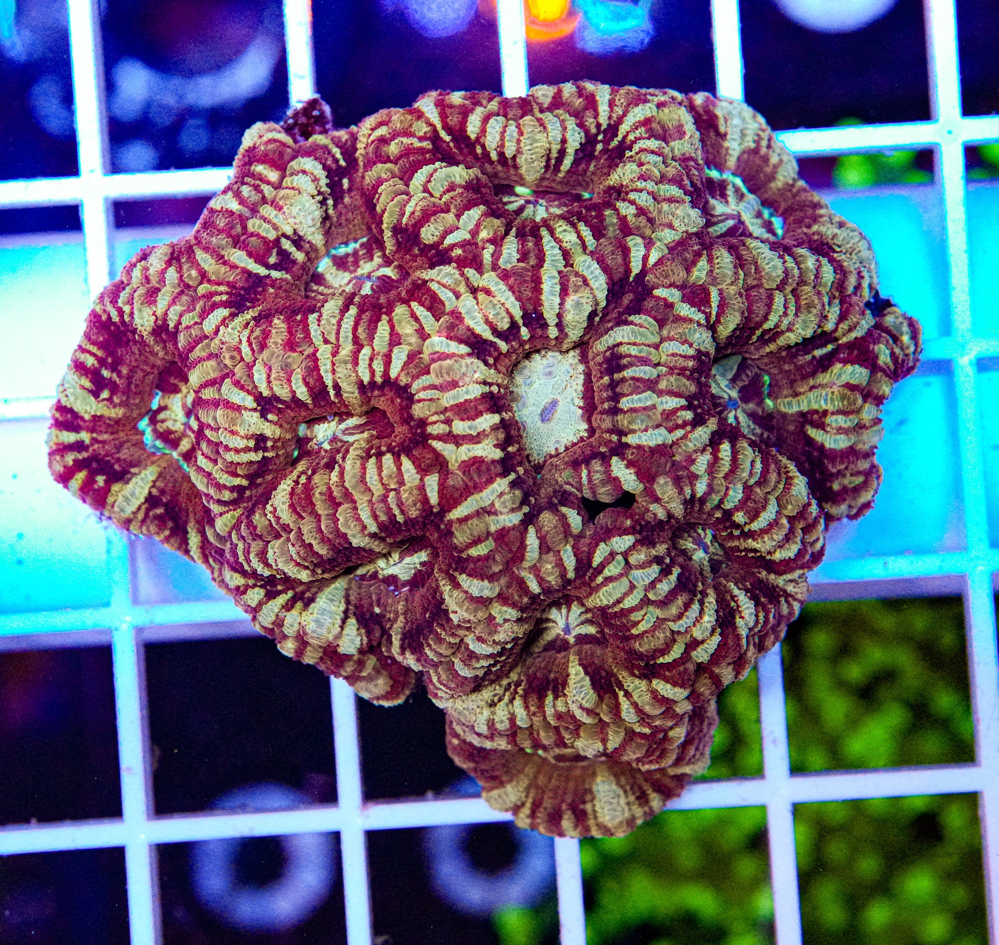 Japanese Micromussa (VERY RARE)