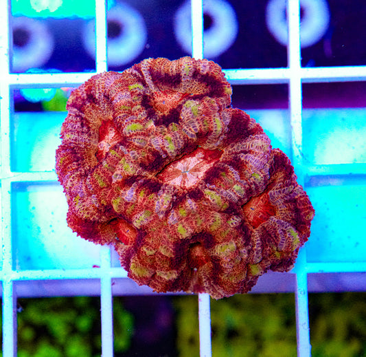 Japanese Micromussa (VERY RARE)