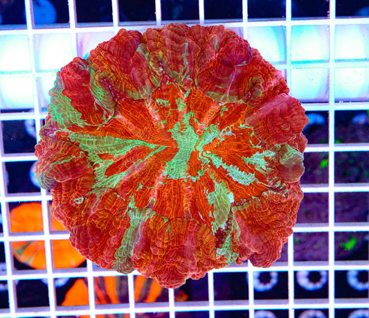 Ultra Acanthophyllia