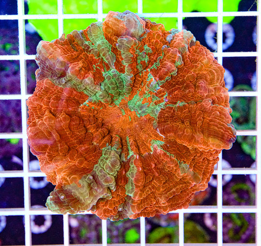 Ultra Acanthophyllia