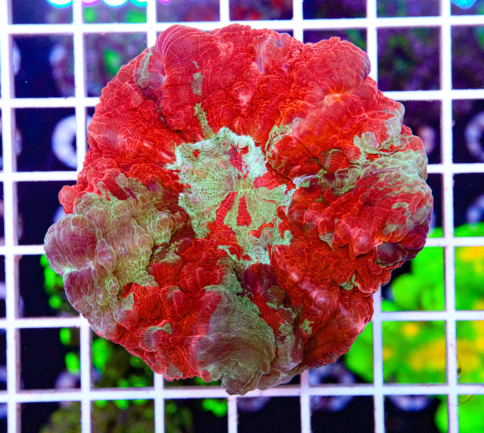 Ultra Acanthophyllia