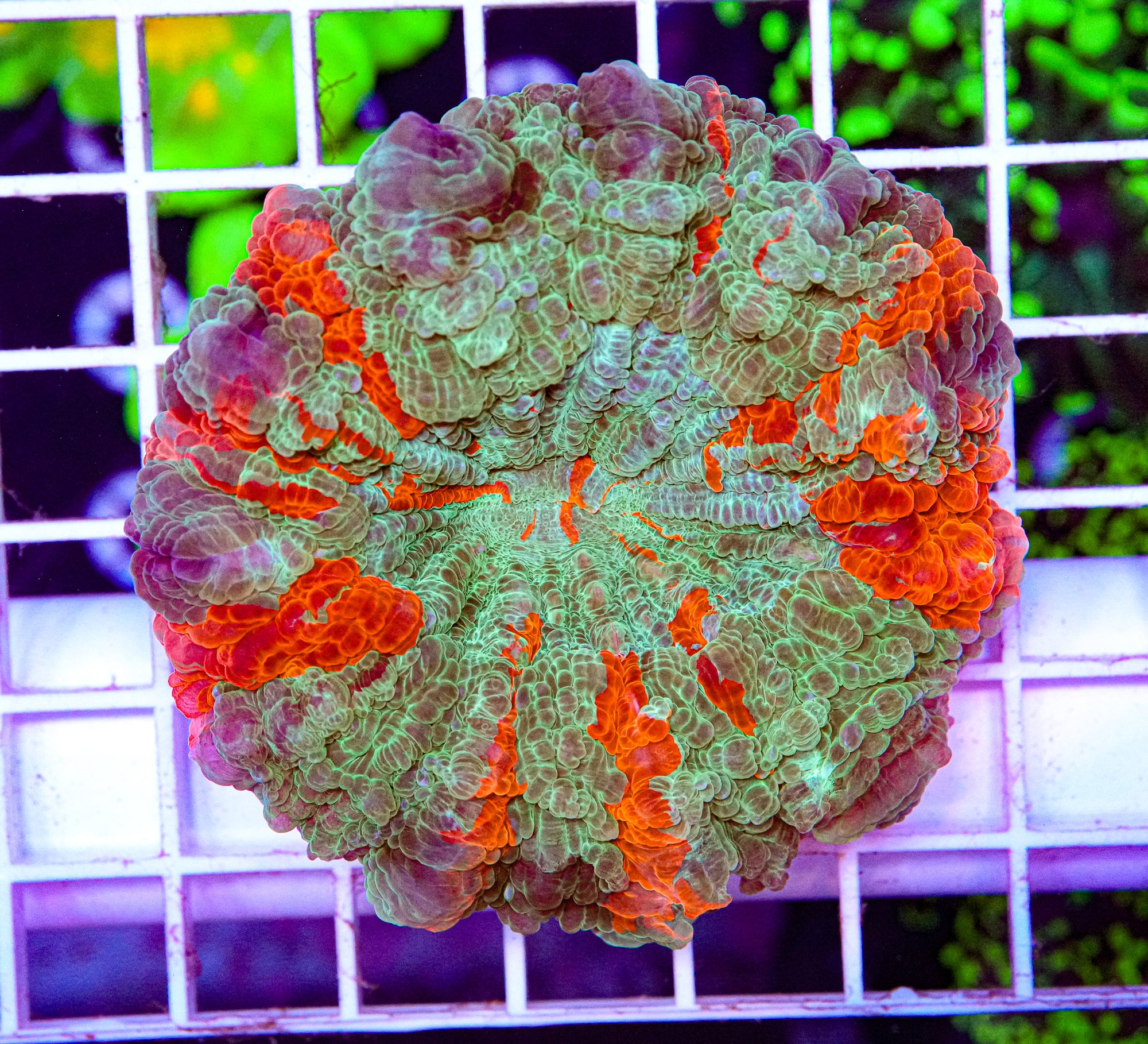 Ultra Acanthophyllia