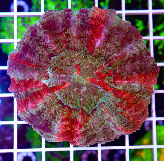 Ultra Acanthophyllia