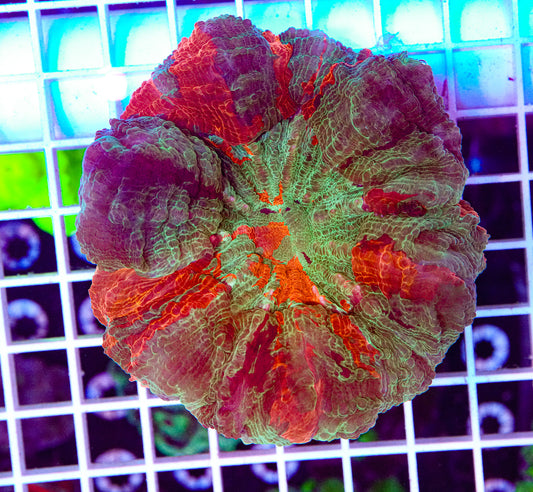 Ultra Acanthophyllia