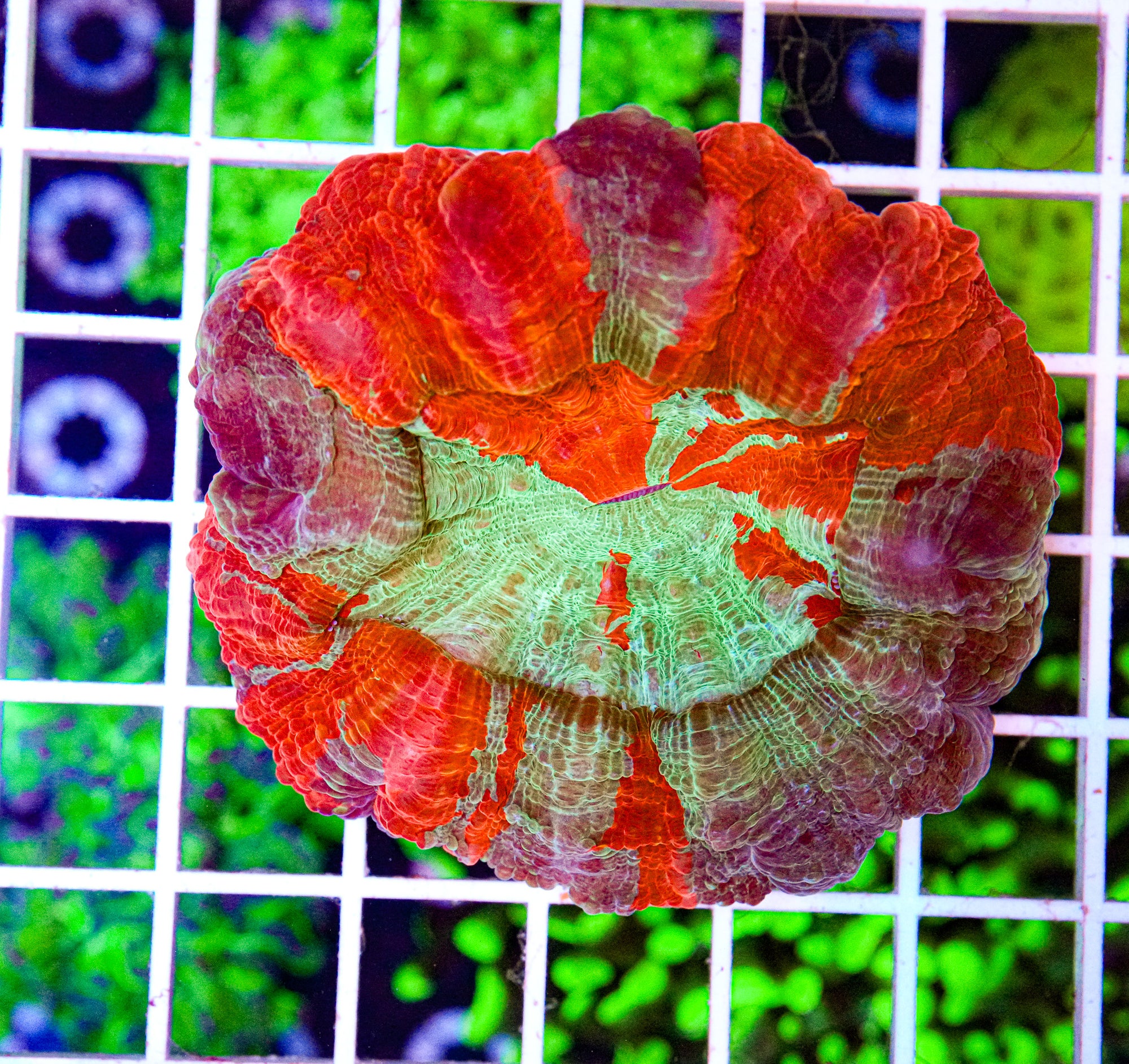 Ultra Acanthophyllia