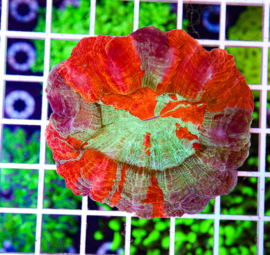 Ultra Acanthophyllia