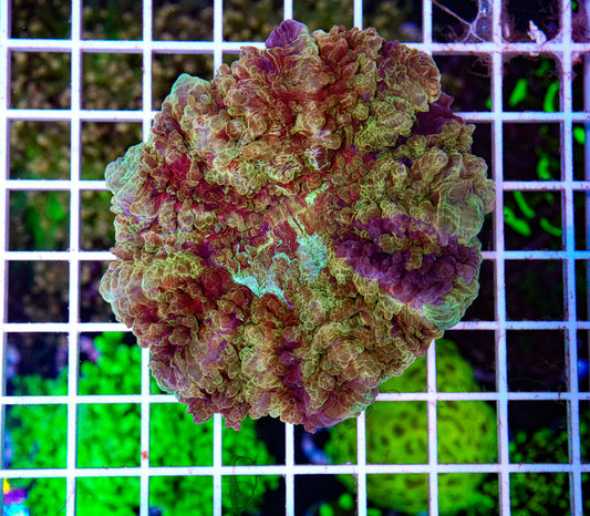 Ultra Acanthophyllia