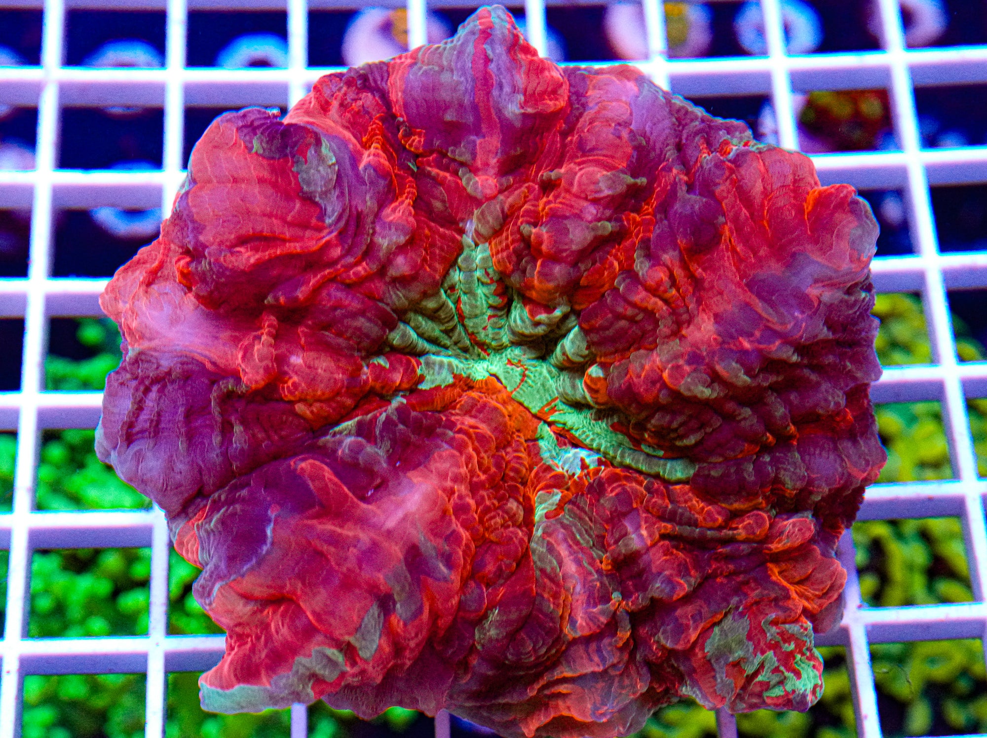 Ultra Acanthophyllia