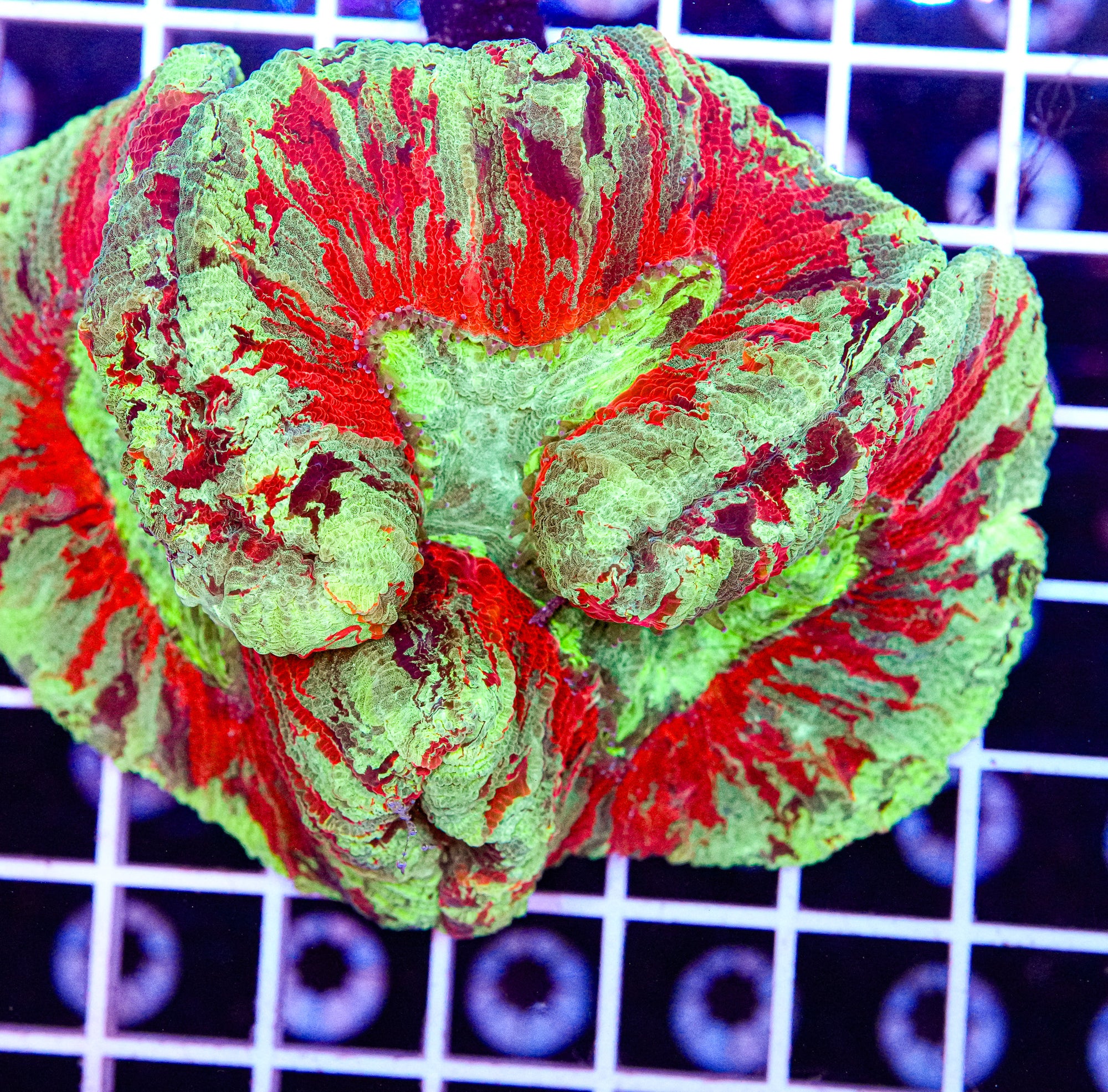 Ultra Trachyphyllia