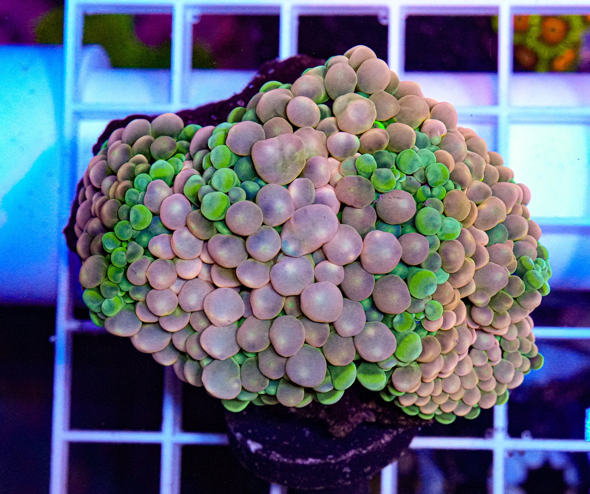 Jumbo Ricordea