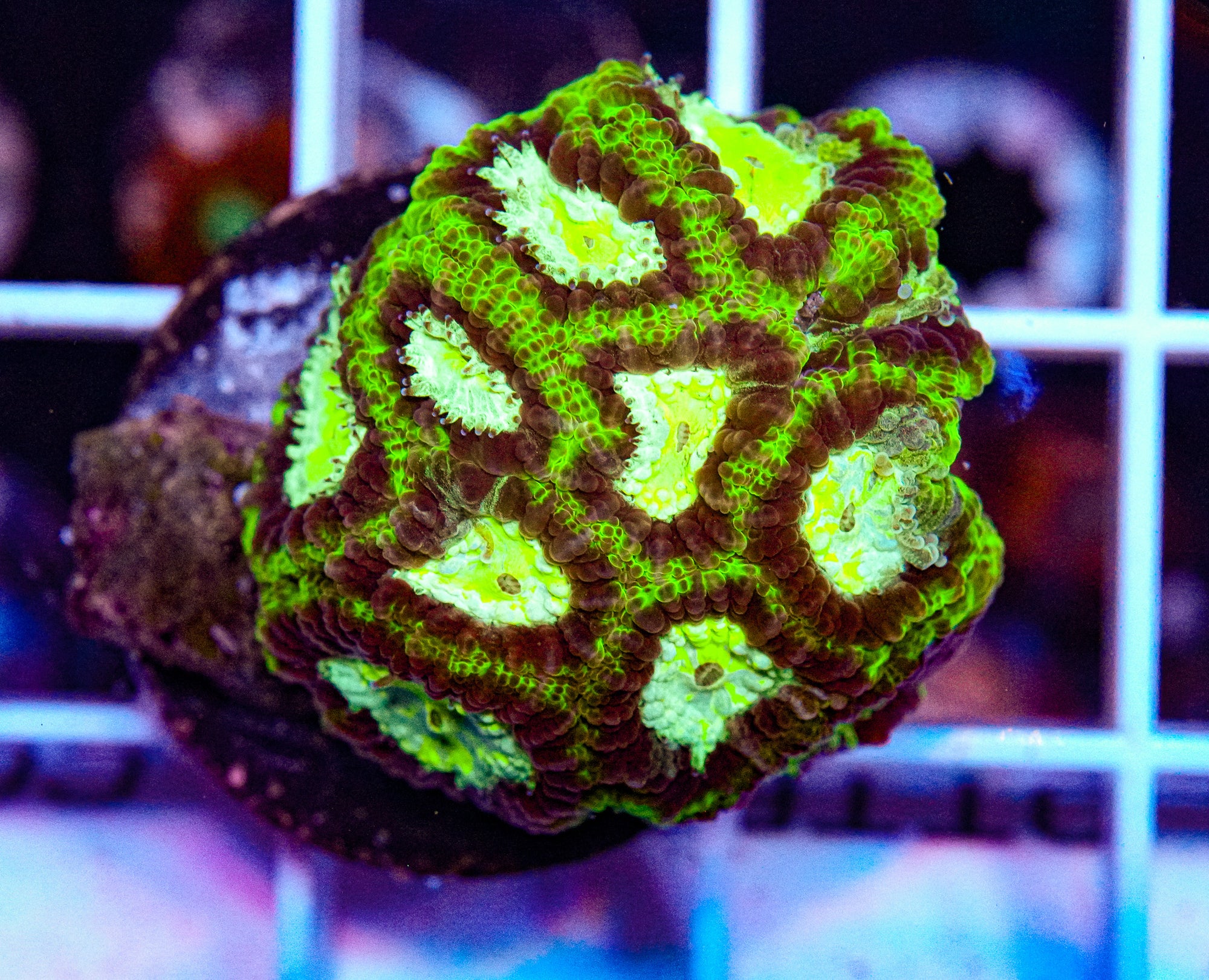 Favia Frag