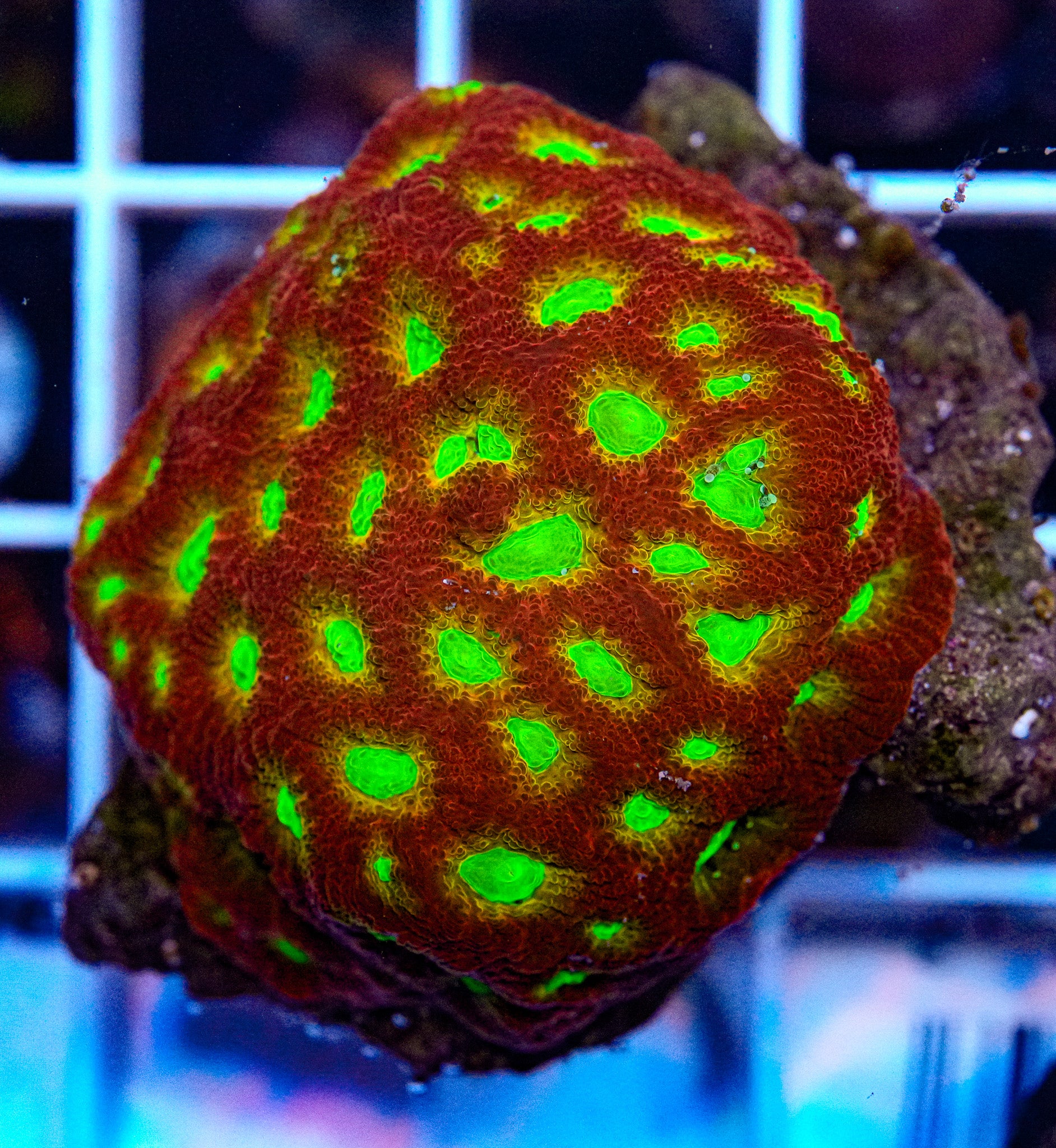 Favia Colony