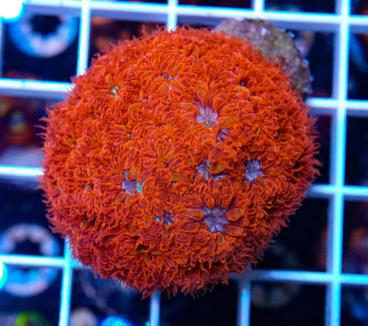 Firey Blasto Colony