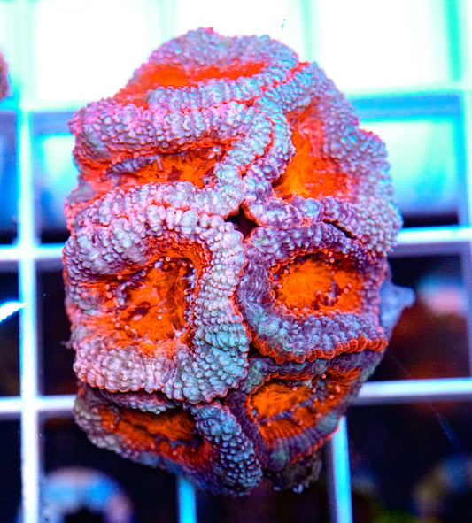 Acan Mini Colony