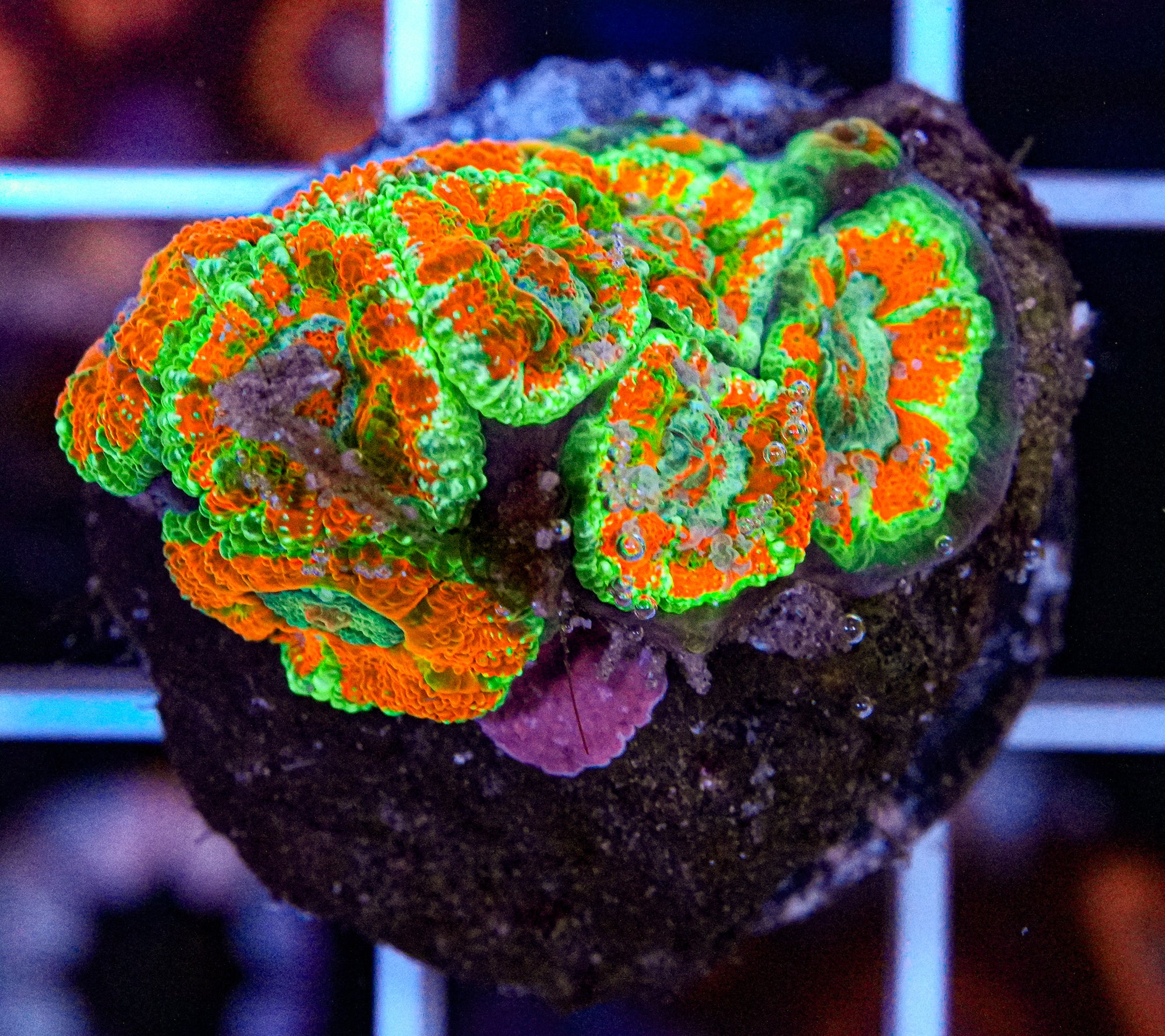 Acan Frag