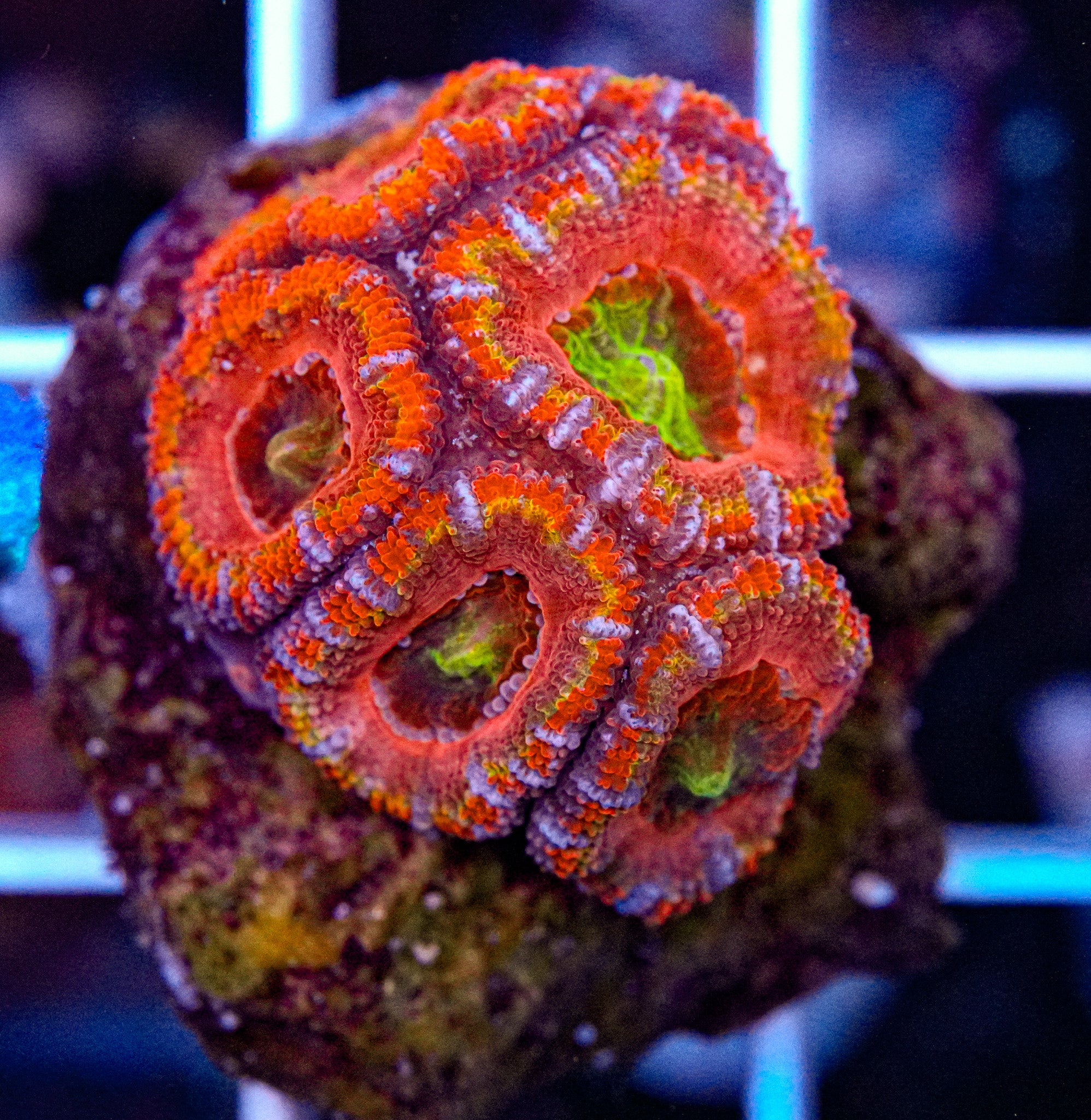 Rainbow Acan
